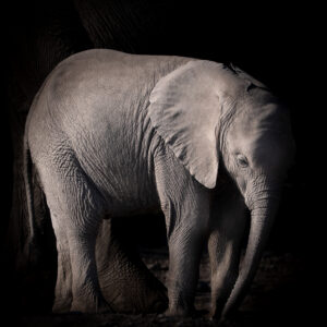 Solitary Elephant Portrait