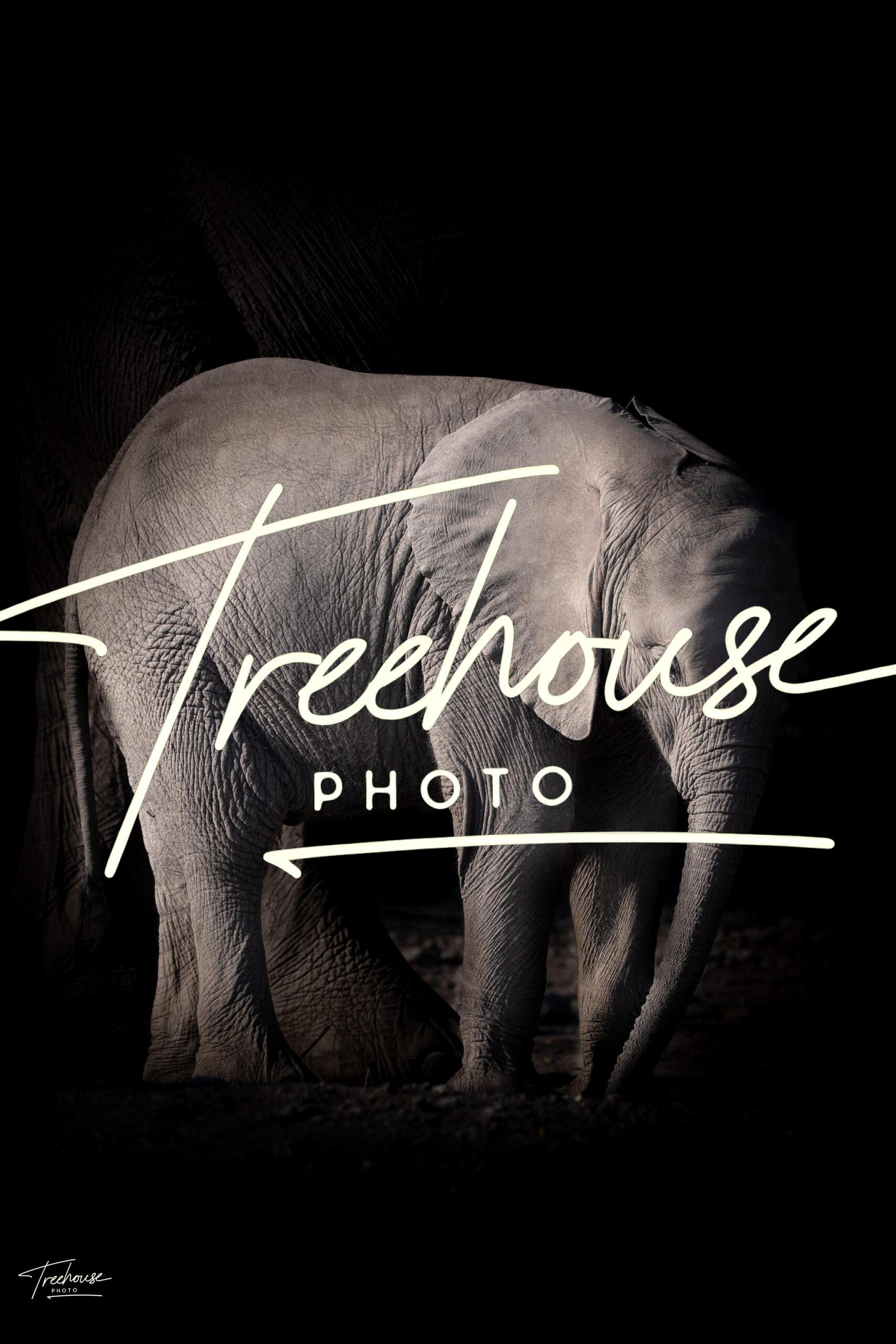 Solitary Elephant Portrait