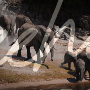 Elephant Herd Crossing