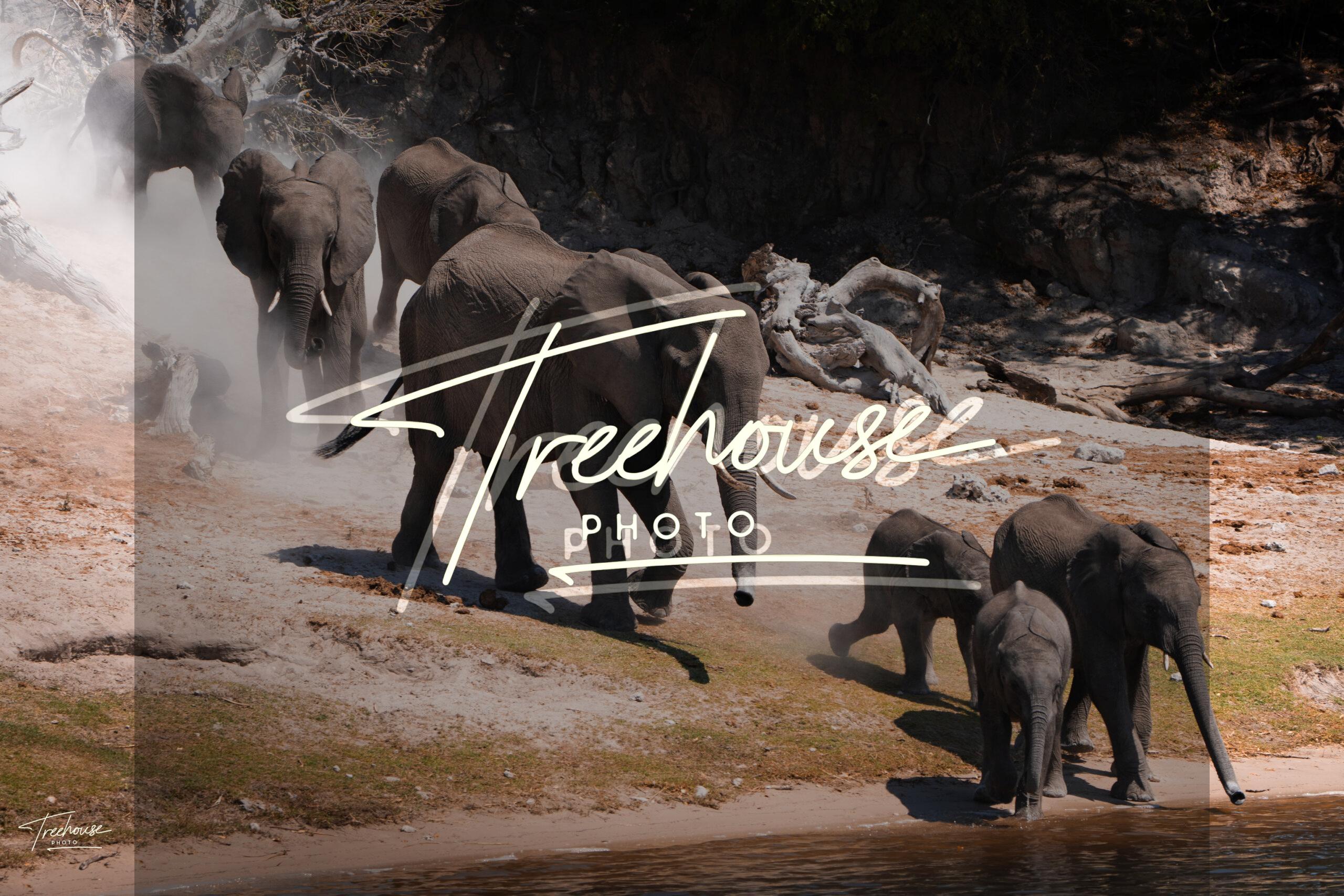 Elephant Herd Crossing