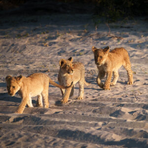Cubs in Dusty Light