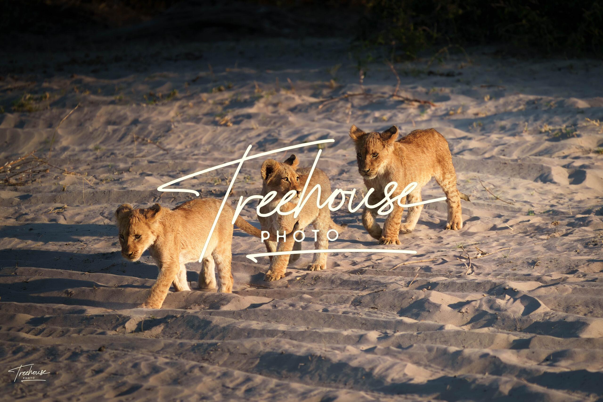 Cubs in Dusty Light