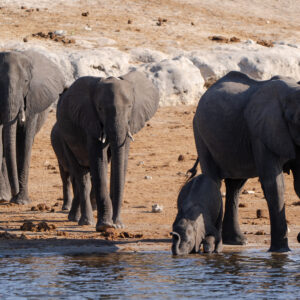 Matriarch and Calf