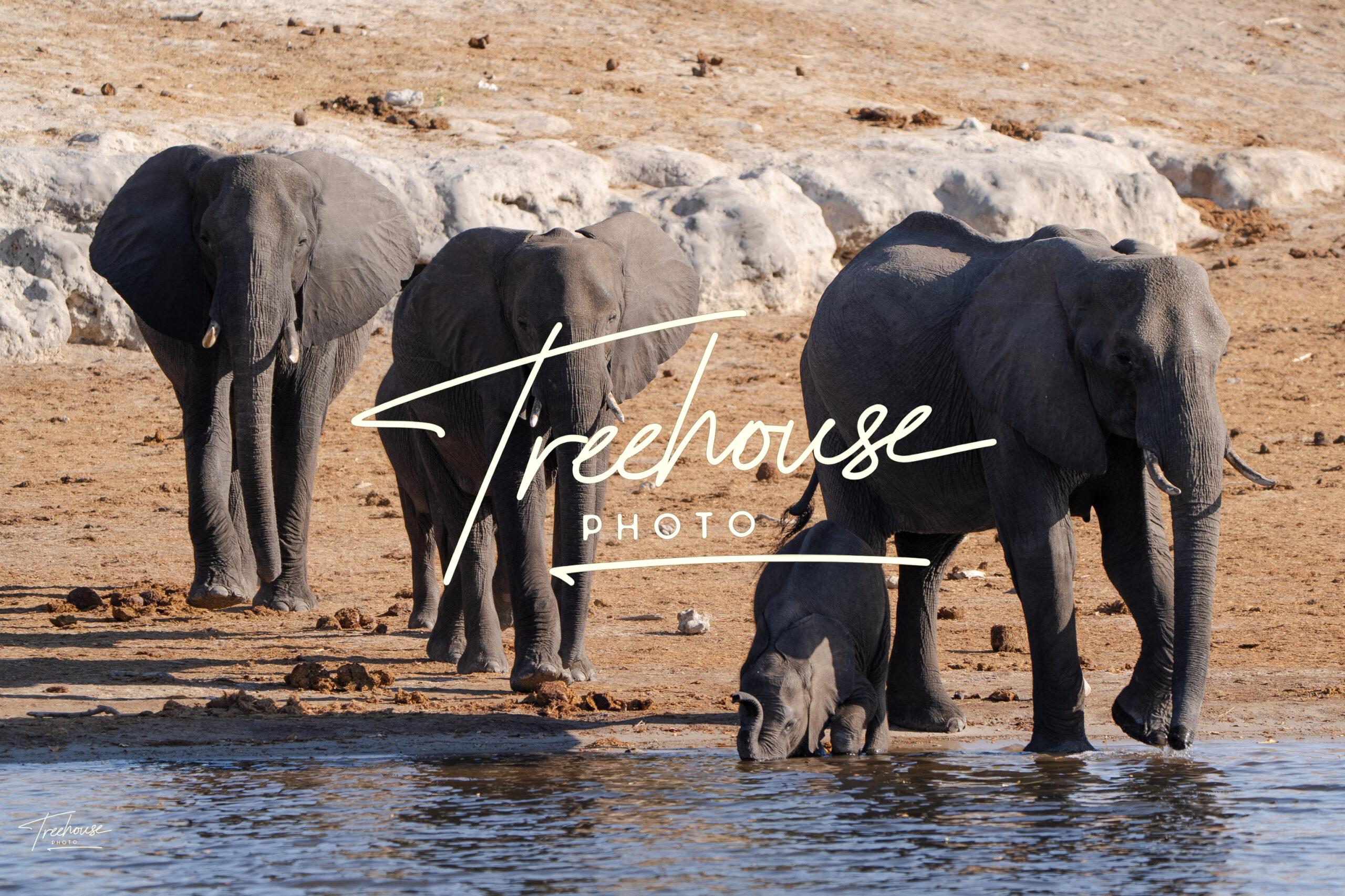Matriarch and Calf