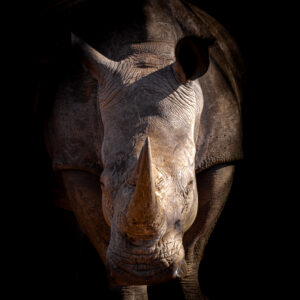 Rhino Low-Key Portrait