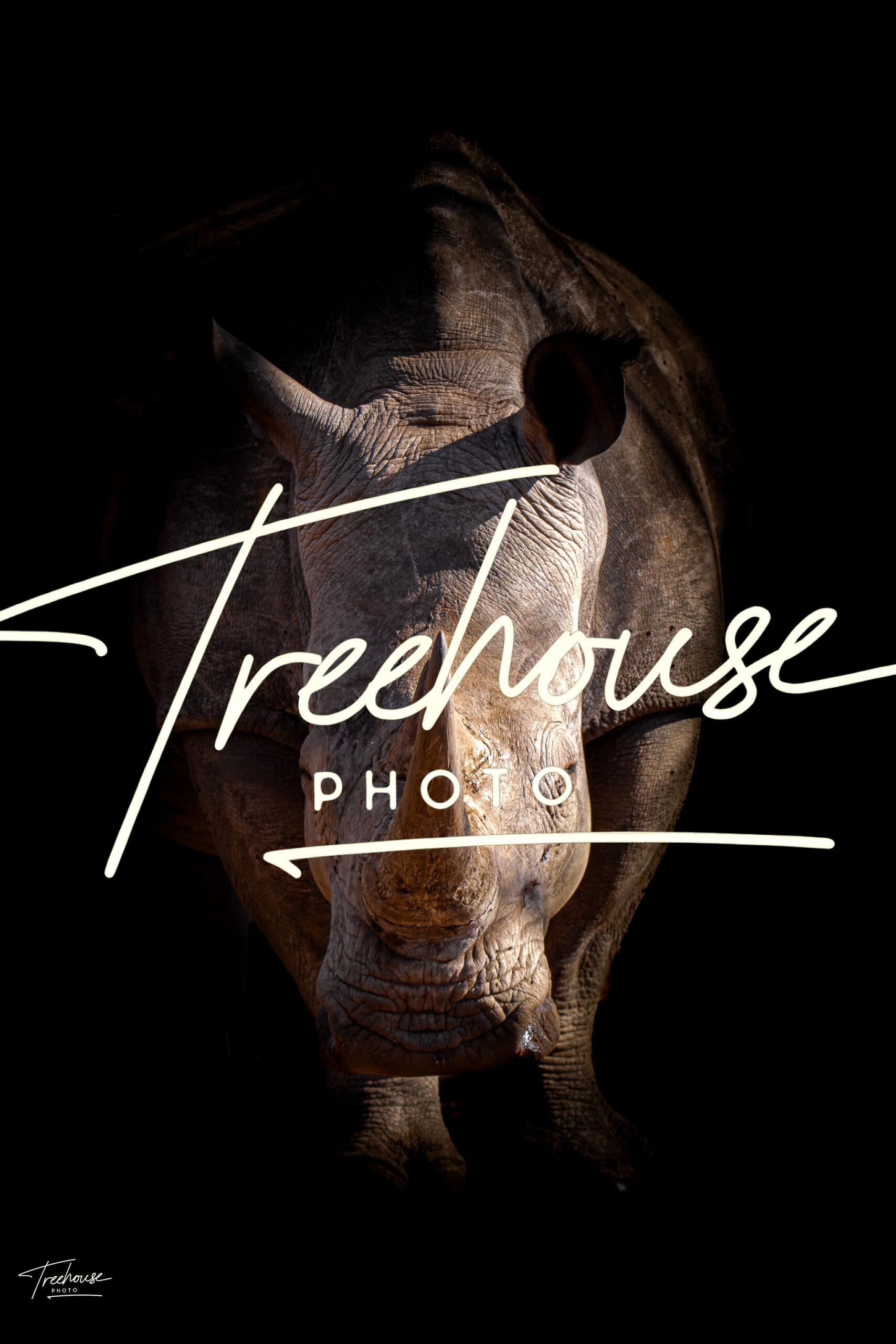 Rhino Low-Key Portrait