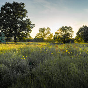 Oak in the Meadow