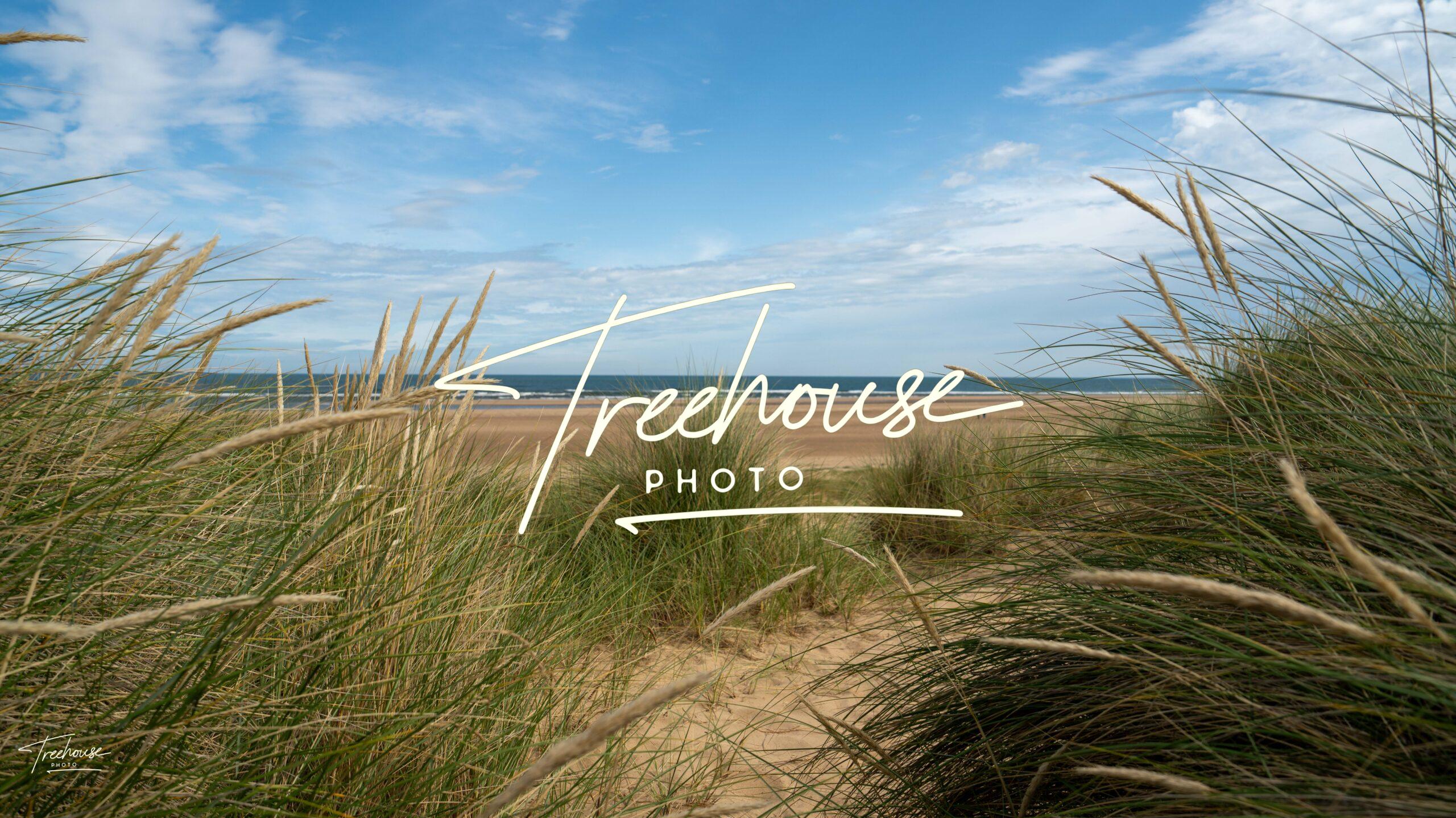 Coastal Dunes and Grasses