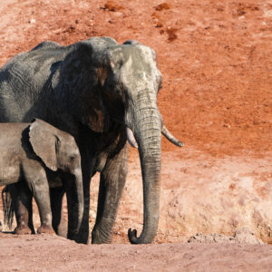 Elephant Pair on Red Earth