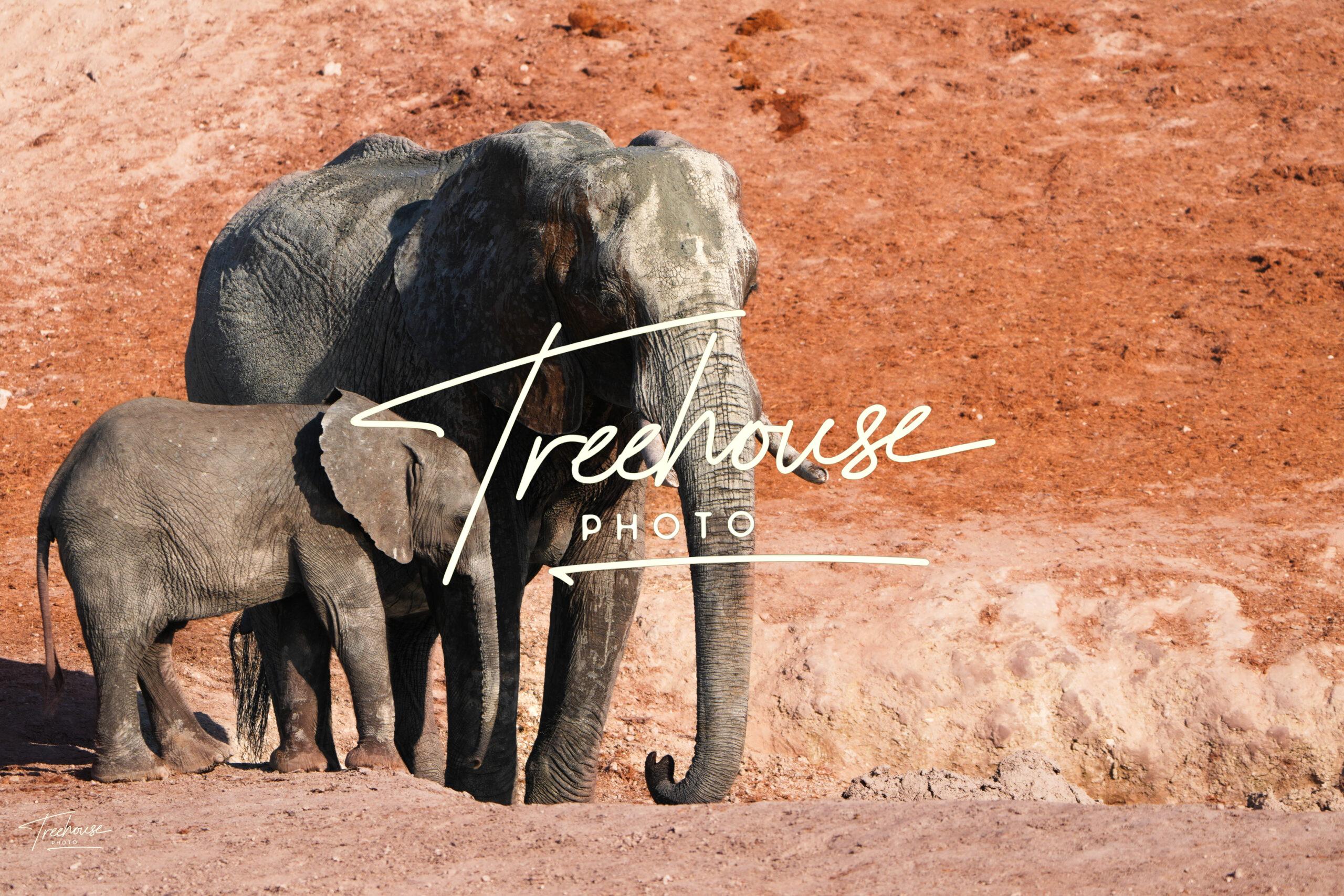 Elephant Pair on Red Earth