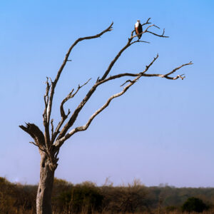Sentry on the Arid Branch